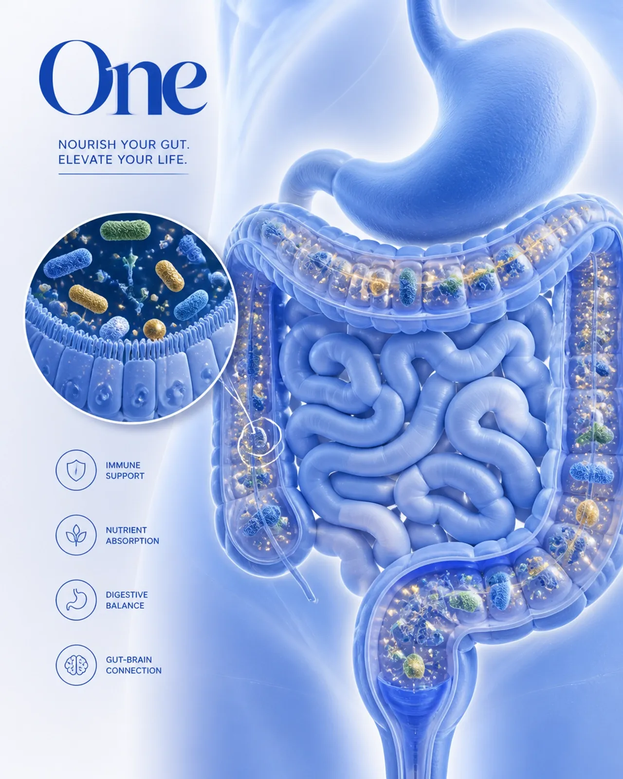ONE Nutrition gut health graphic showing immune support, nutrient absorption, digestive balance, and the gut-brain connection